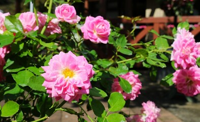 陽ざしを浴びて穏やかに咲く　ピンクのバラの花