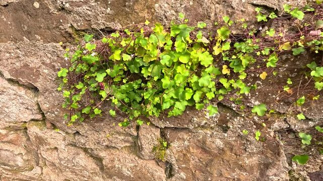 Wall Plants in Crail, Fife