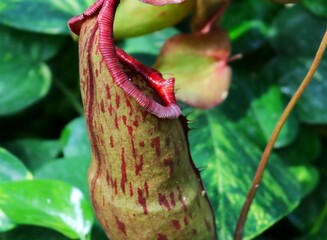 あんぐり口を開けたウツボカズラ　食虫植物