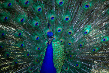 Fototapeta premium Wild Peacocks in Macintosh Island Park, Surfers Paradise, Australia.