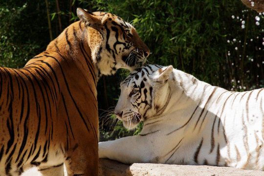 Pareja de tigres