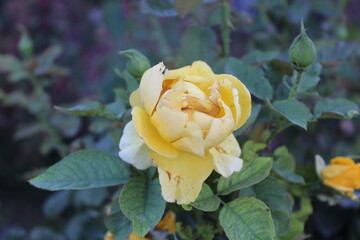 Beautiful Fresh Garden Roses with green leaves