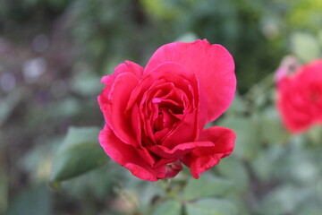 Beautiful Fresh Garden Roses with green leaves