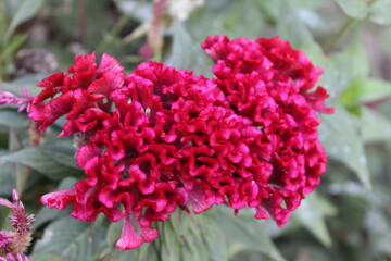 Celosia argentea, Silver cock's comb or cockscomb flowers, seeds and plants