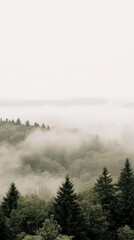 Fototapeta premium A forest filled with lots of trees covered in fog