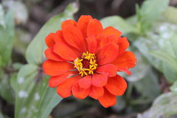 Zinnia Elagans beautiful garden flowers