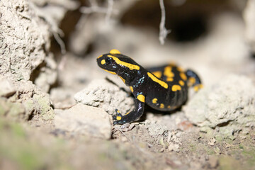 Fire salamander comes out of its cave - Salamandra salamandra