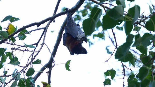 A wild little red flying-fox (pteropus scapulatus) hanging upside down from a tree branch amidst lush green foliage, close up shot.