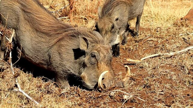 Closeup powerful Warthog Pumba digging in African soil with its tusks, searching for roots and grubs in slow motion