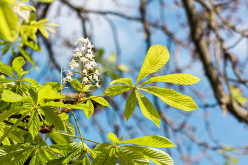 Chestnut Blossom Tree with Damaged Brown Leaves in Autumn. Chestnuts Flower with Green Leaves and Damaged Browning Leaf by Miner's Moth. Nature Anomaly Flowers of Horse Chestnut Blooming in September.
