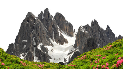 Cadini di Misurina mountain group with blooming Rhododendron Ferrugineum isolated on a transparent PNG background.