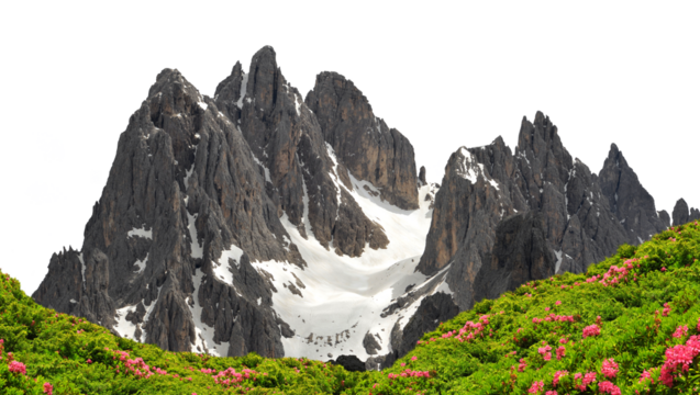 Cadini di Misurina mountain group with blooming Rhododendron Ferrugineum isolated on a transparent PNG background.