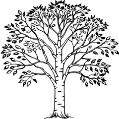 Obraz premium vector illustration of a birch