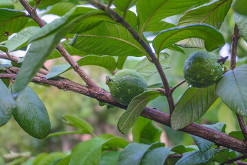 Guava Tree with Fruit