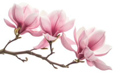 PNG Blossom flower petal plant.