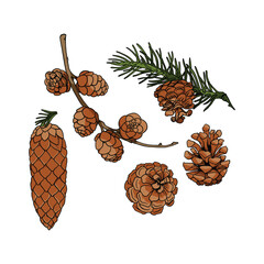 pine cone and pine cones