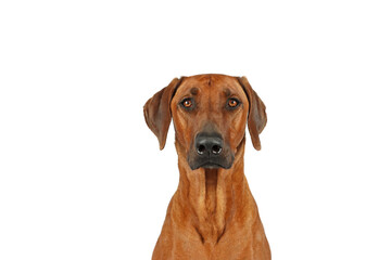portrait of attentive dog Rhodesian ridgeback isolated on white background 