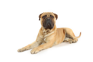 Obraz premium guard dog lying looking in front isolated on white Bullmastiff on studio 