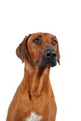 portrait of attentive dog Rhodesian ridgeback isolated on white background 