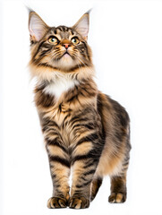 Maine Coon cat, standing on all fours and looking up, cut out on white background.