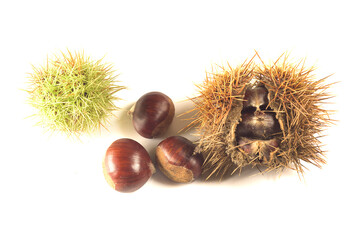chestnuts and their pods isolated on white background. Autumn fruits concept