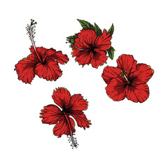 red hibiscus flowers © ardhi