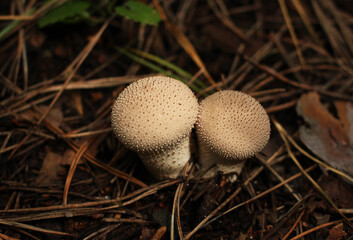 Brown grebe mushrooms on the ground among pine needles on a dark background