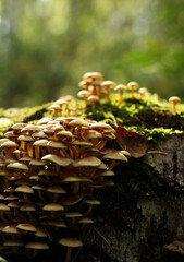 Grebe mushrooms rows on tree in forest in bright sunlight close-up