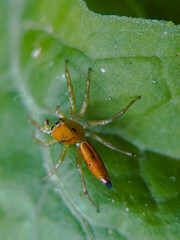 Lynx Spider (Oxyopes salticus) Resting on Green Leaf