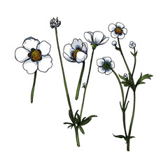 Buttercup flowers vector