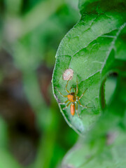 Lynx Spider (Oxyopes salticus) Resting on Green Leaf