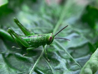 Common Green Grasshopper (Omocestus viridulus) on Grass Blade