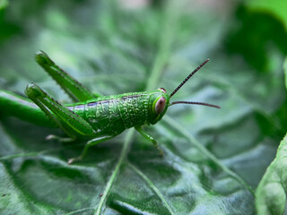 Common Green Grasshopper (Omocestus viridulus) on Grass Blade