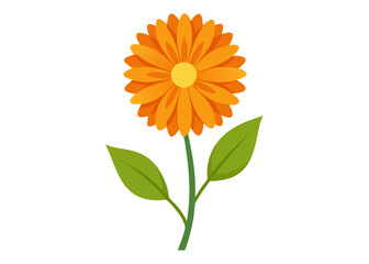 Stunning Calendula Flower Vector