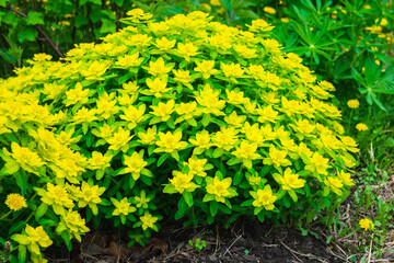 Blooming Euphorbia in the garden. Selective focus.