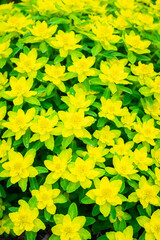 Fototapeta premium Blooming Euphorbia in the garden. Selective focus.