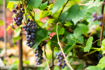 Bunch of grape on the branch. Selective focus. Shallow depth of field.