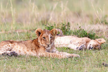 Lion cubs resting in the grass on the savannah