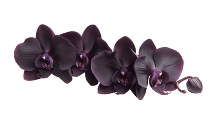 Dark purple orchid flower on transparent and white background, cut out png