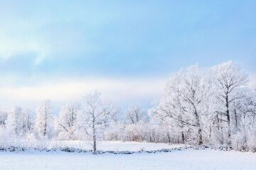 Hoarfrost on the trees in a beautiful wintry country landscape