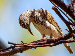 Bar-breasted Honeyeater - Ramsayornis fasciatus in Australia