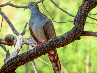 Bar-shouldered Dove - Geopelia humeralis in Australia