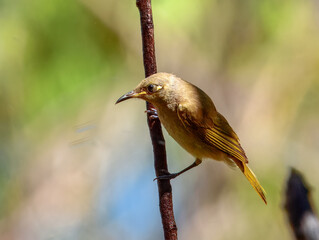 Brown Honeyeater - Lichmera indistincta in Australia
