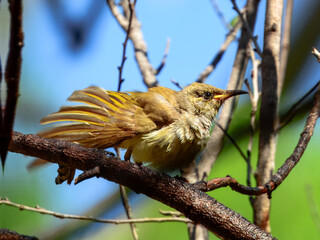 Brown Honeyeater - Lichmera indistincta in Australia