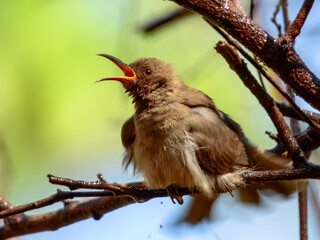 Dusky Myzomela - Myzomela obscura in Australia