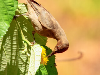 Dusky Myzomela - Myzomela obscura in Australia