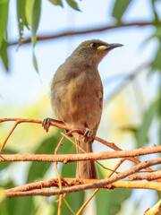 White-gaped Honeyeater - Stomiopera unicolor in Australia