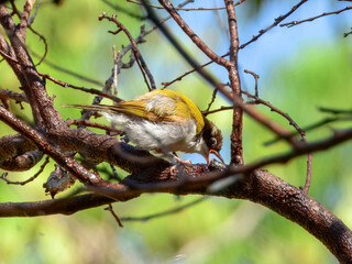 White-gaped Honeyeater - Stomiopera unicolor in Australia