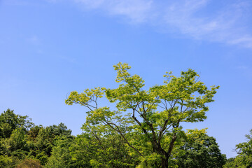 Obraz premium 新緑の季節