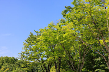 新緑の季節